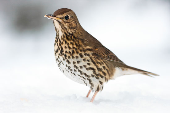 Tordo Bottaccio - Turdus philomelos